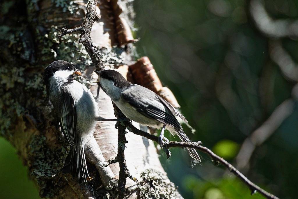 KATM Black-capped Chickadees NPS Photo/R. Taylor by KatmaiNPS is marked with CC PDM 1.0